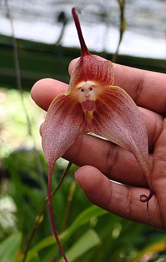orquídea cara de mono