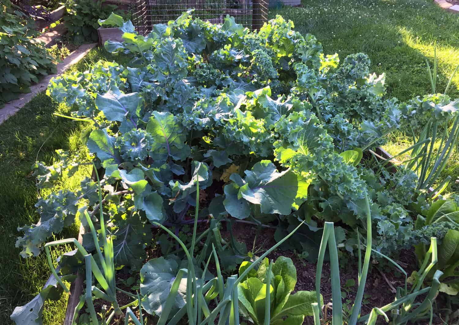 verduras de hoja verde en el jardín