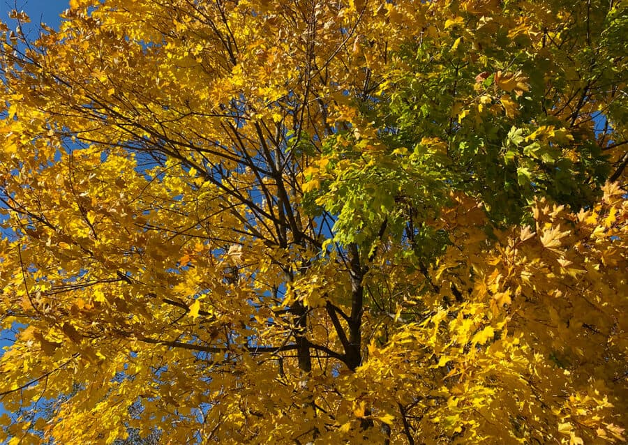 árbol de hoja caduca de arce amarillo