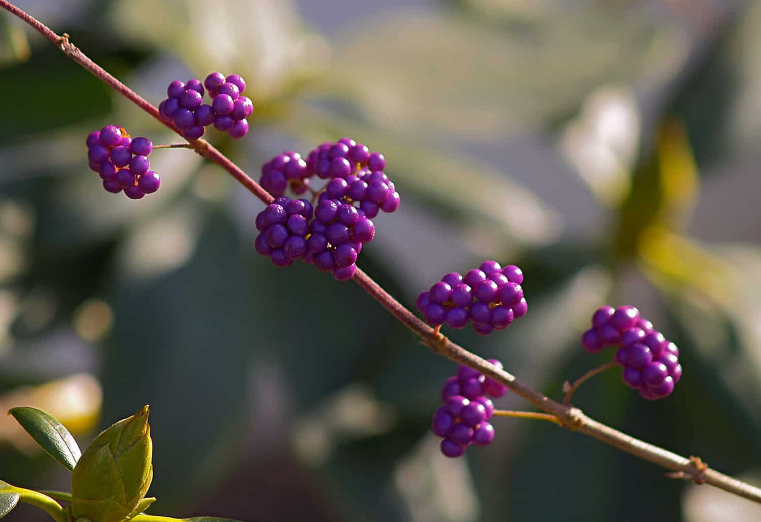 bayas asiáticas beautyberry en otoño
