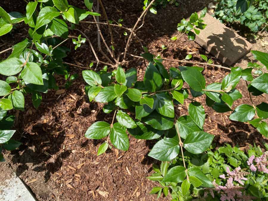 viburnum plantado después del lavado de raíces