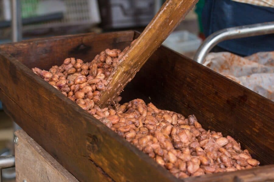 Fermentando granos de cacao