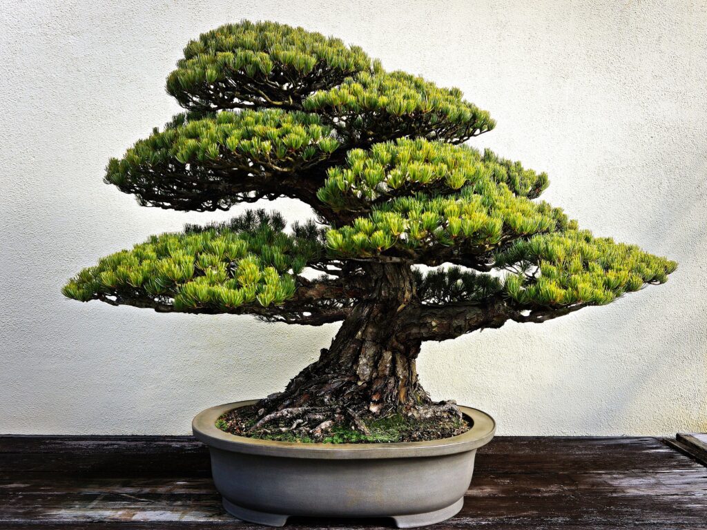 significado del bonsái
