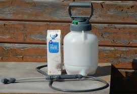spray de leche para prevenir el oídio