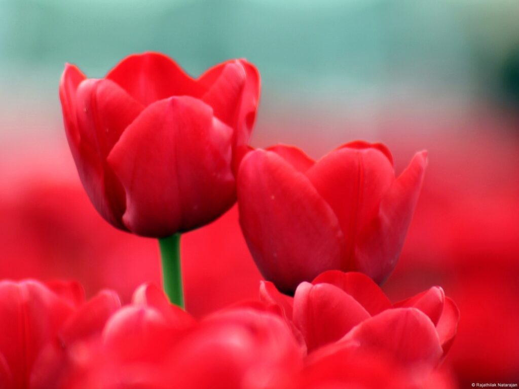tulipanes rojos cuidados