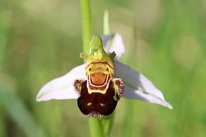 abeja orquídea