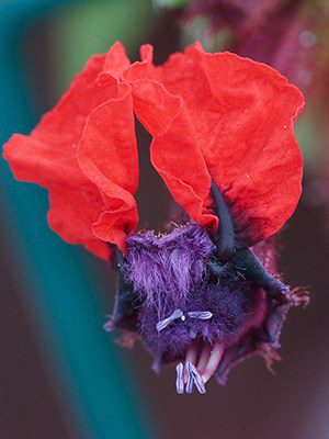 flor de cuphea con cara de murciélago