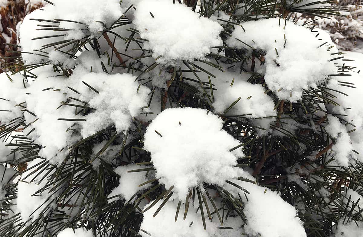 pino piñonero en la nieve
