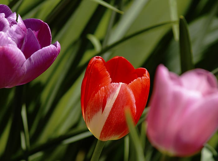 jardín de flores orgánicas de tulipanes