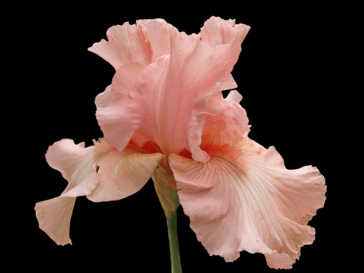 iris barbudo rosa