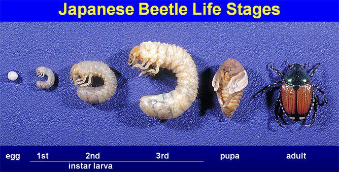 etapas de vida del escarabajo japonés