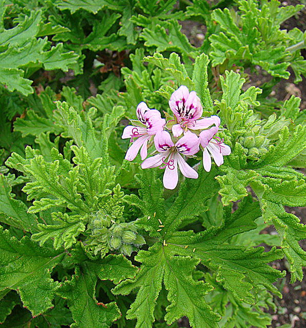 Pelargonium y Begonia Doblet: Flores Coloridas para tu Jardín