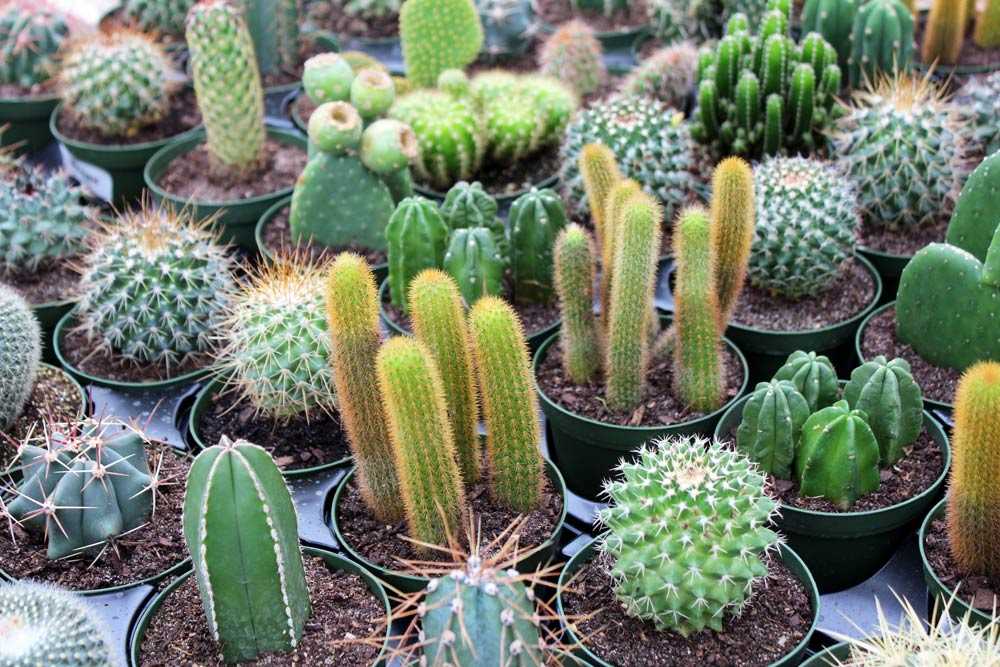 cactus en jardin