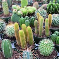 cactus en jardin