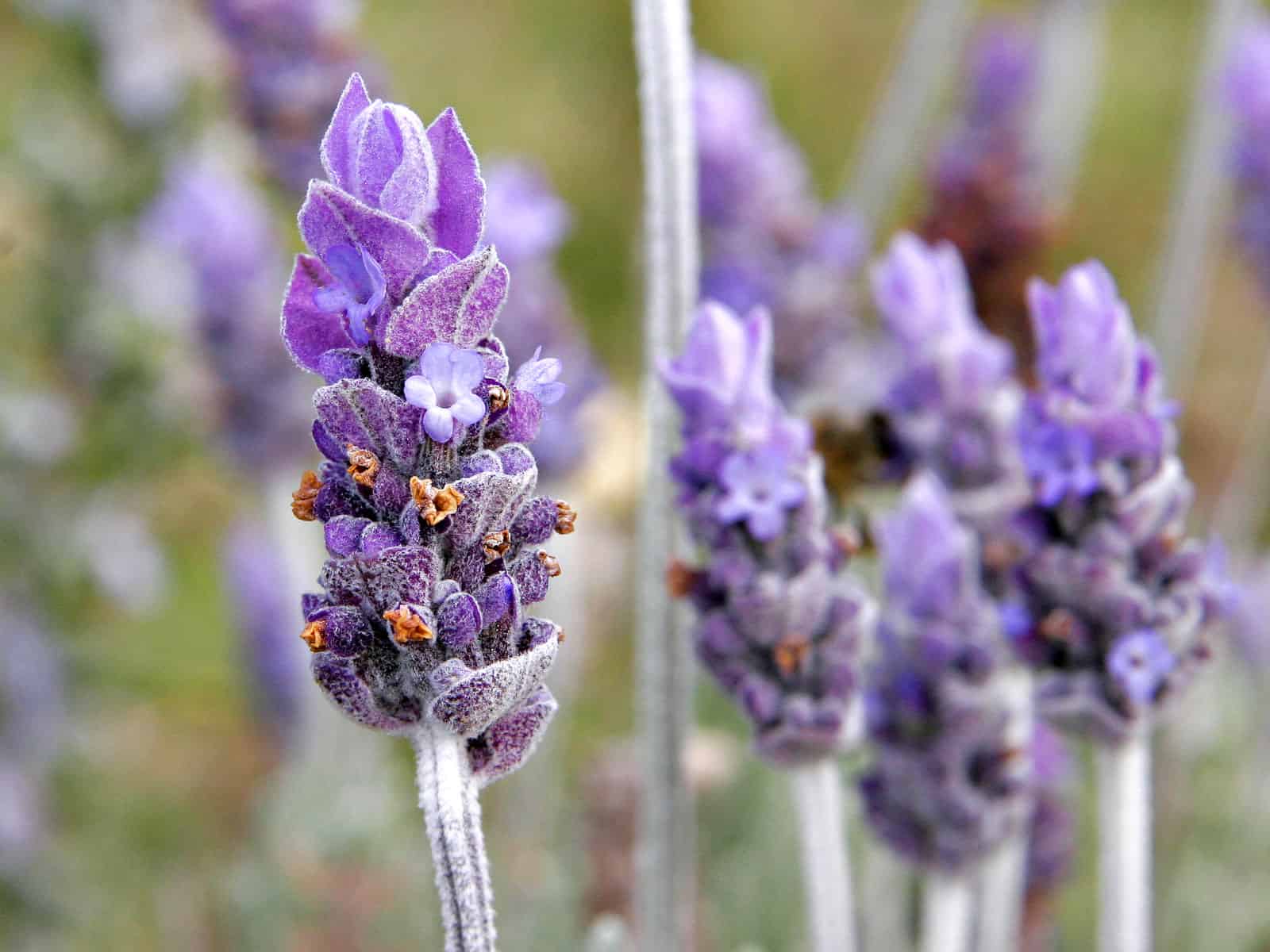 lavanda en el jardín