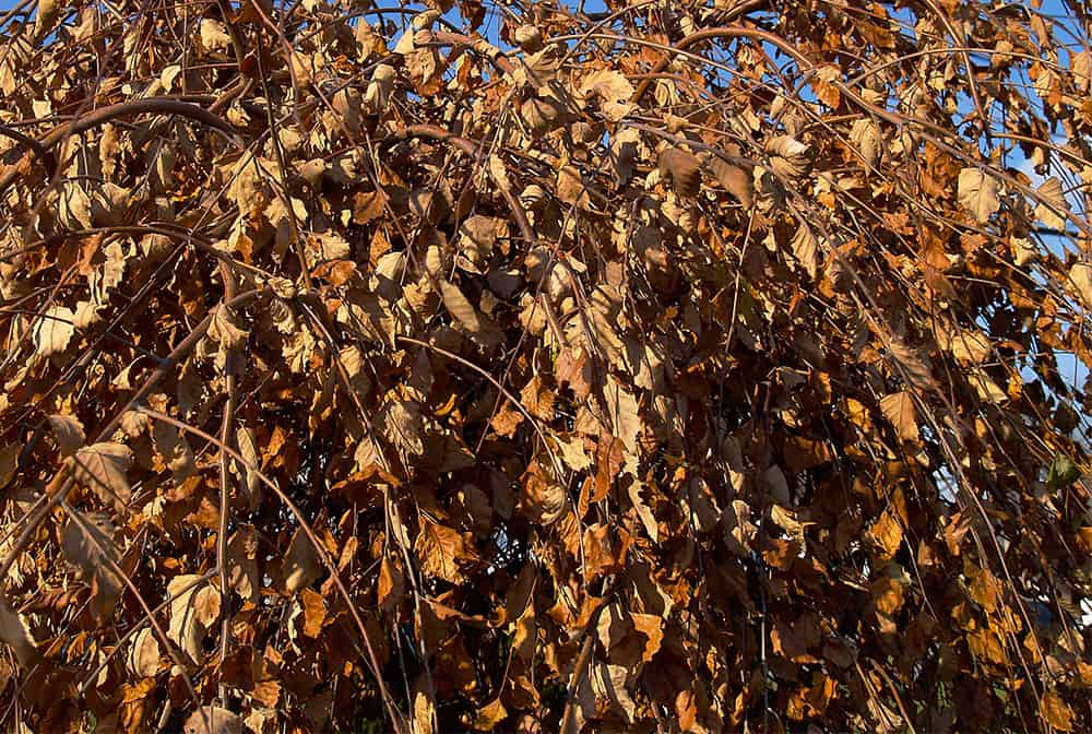 hojas de otoño en el árbol de abedul para el moho de la hoja