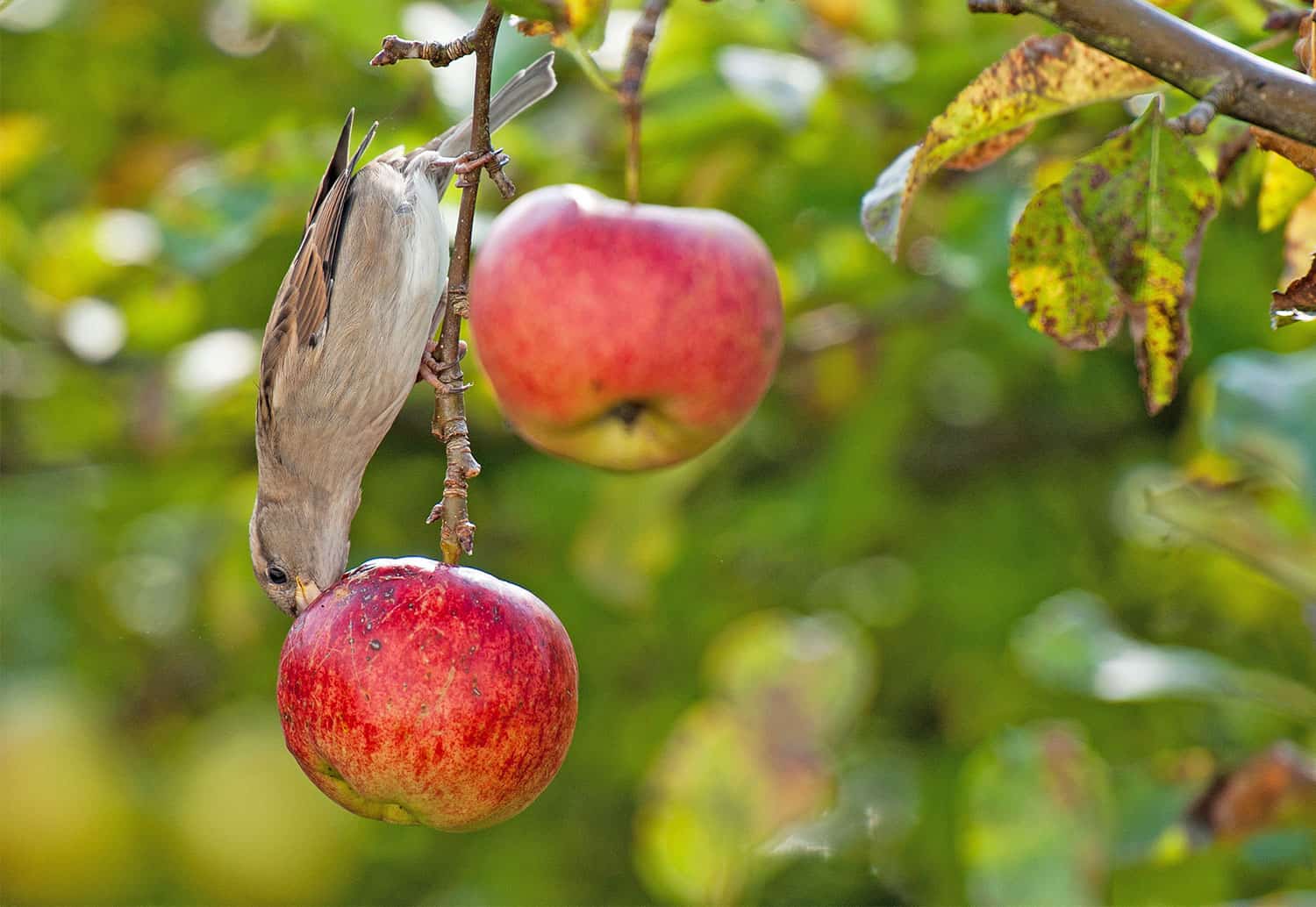 pájaro comiendo manzana en el árbol