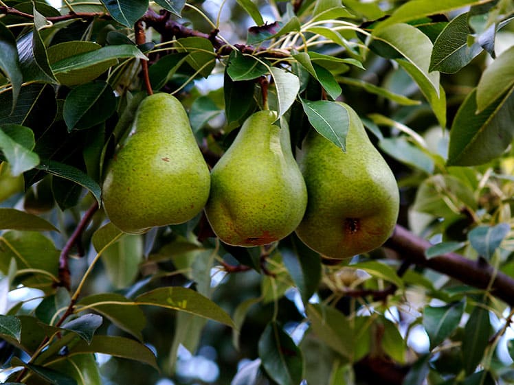 árbol frutal de peras