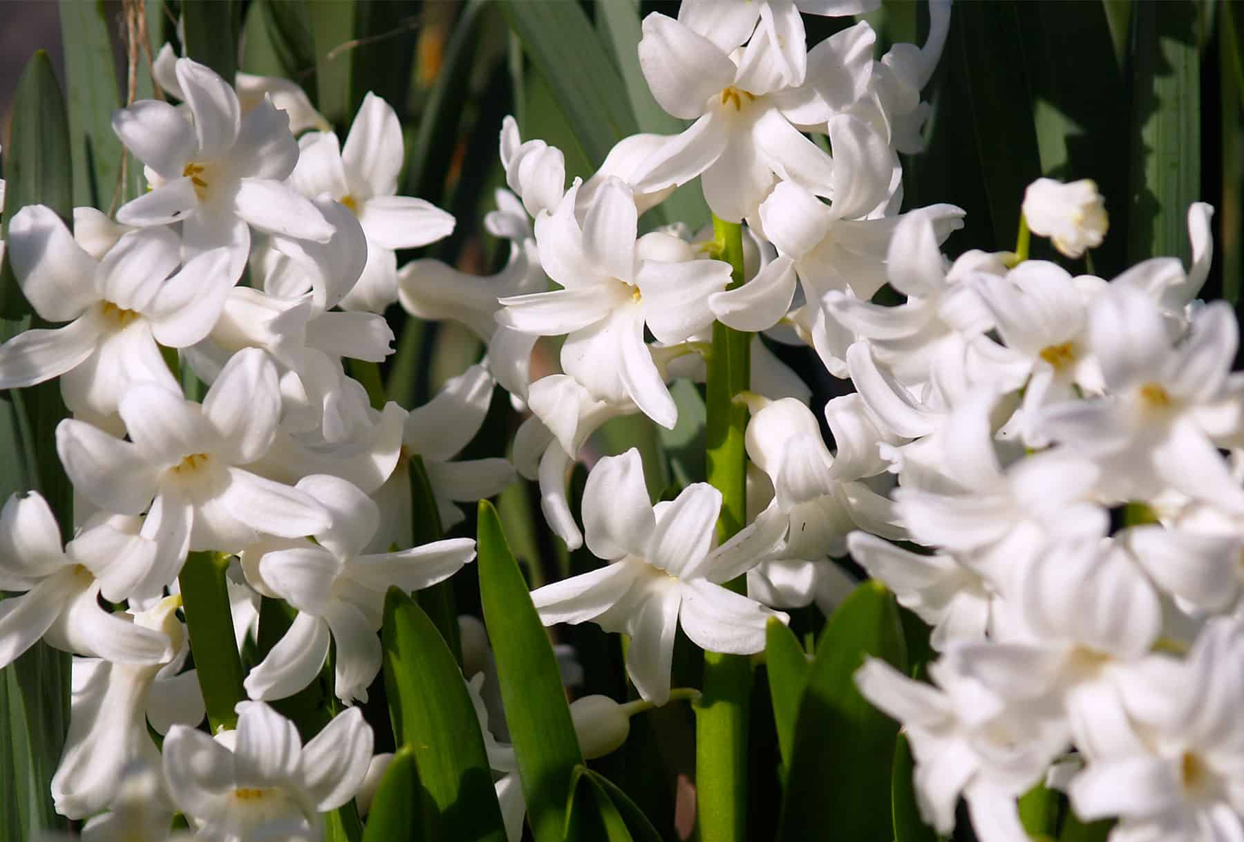 jacintos