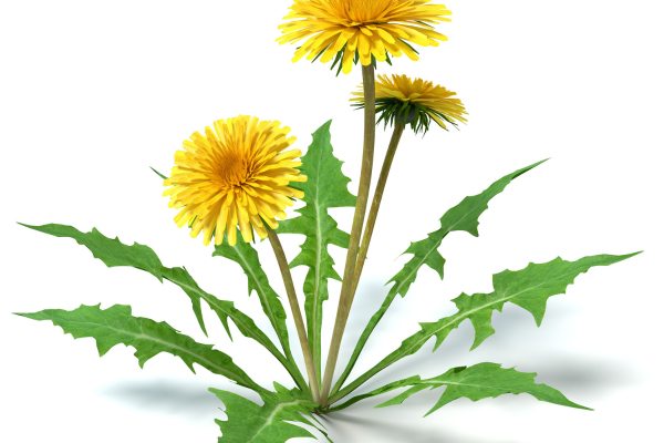 diente de león
