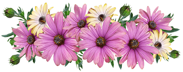 flor margarita