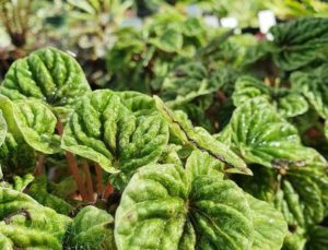 plantar jardin