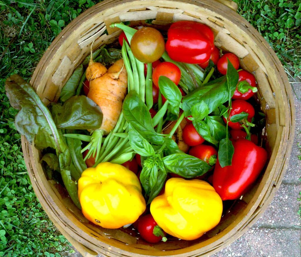canasta de cosecha de pimientos, tomates, lechuga, zanahorias, albahaca y frijoles híbridos y reliquia