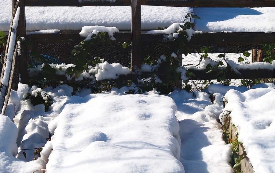 la capa de nieve aísla las camas elevadas del jardín